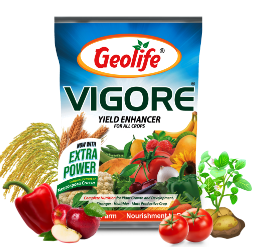 Vigore