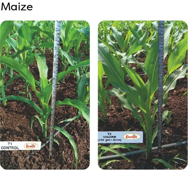 Maize — untreated vs treated