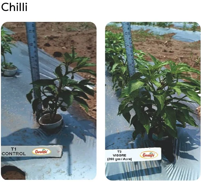 Chilli — untreated vs treated