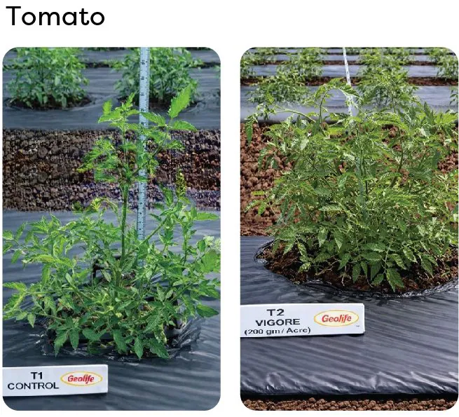 Tomato — untreated vs treated