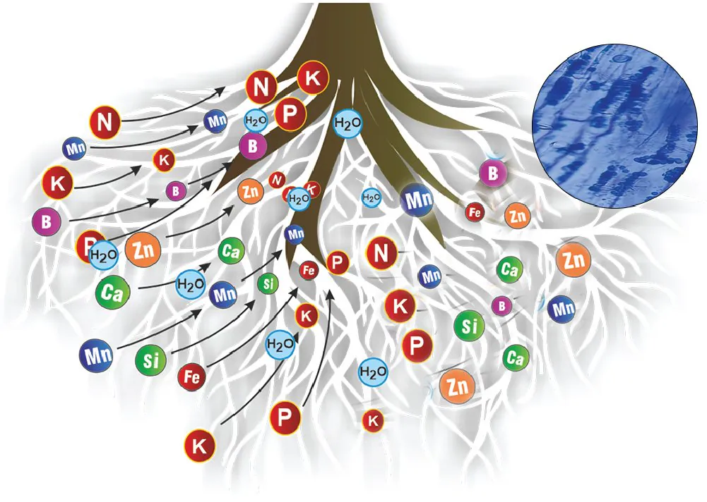 Diagram of Vigore Raja's mode of action