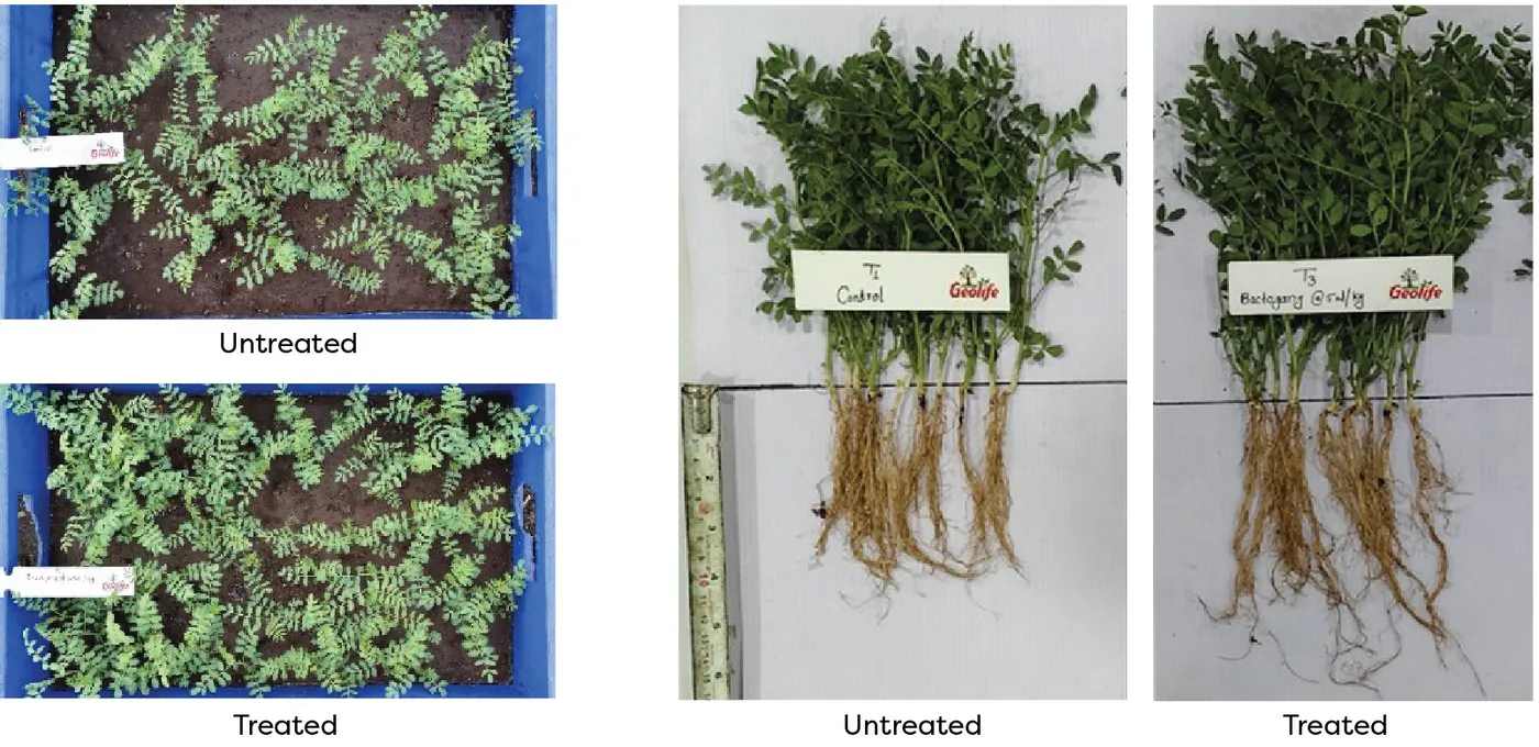 Seed germination and seedling vigour of chickpea — untreated vs treated