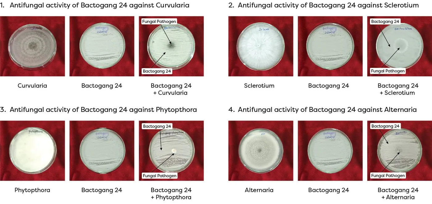 Antifungal activity of Bactogang 24 against Curvularia, Sclerotium, Phytophthora and Alternaria