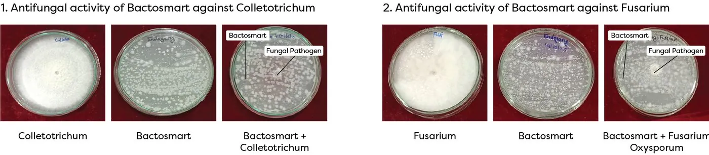 Antifungal activity of Bactosmart against Colletotrichum and Fusarium (in vitro)
