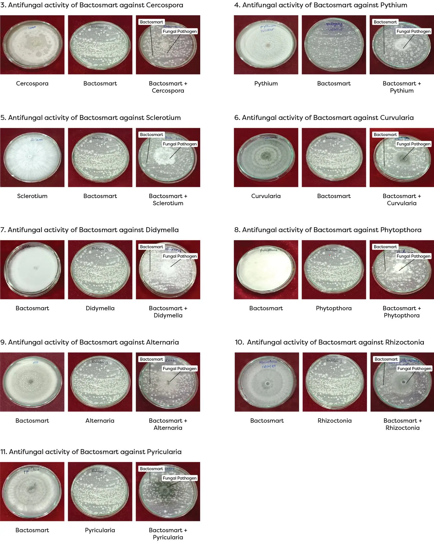 Antifungal activity of Bactosmart against Cercospora, Pythium, Sclerotium, Curvularia, Didymella, Phytophthora, Alternaria, Rhizoctonia and Pyricularia