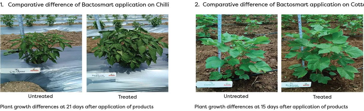 Chilli (21 days) and cotton (15 days) after application — untreated vs treated