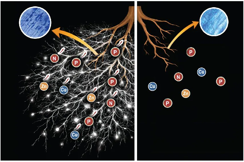 Diagram of Nanorrhiza's mode of action