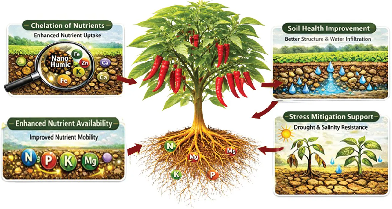 Diagram of Nano Humic's mode of action