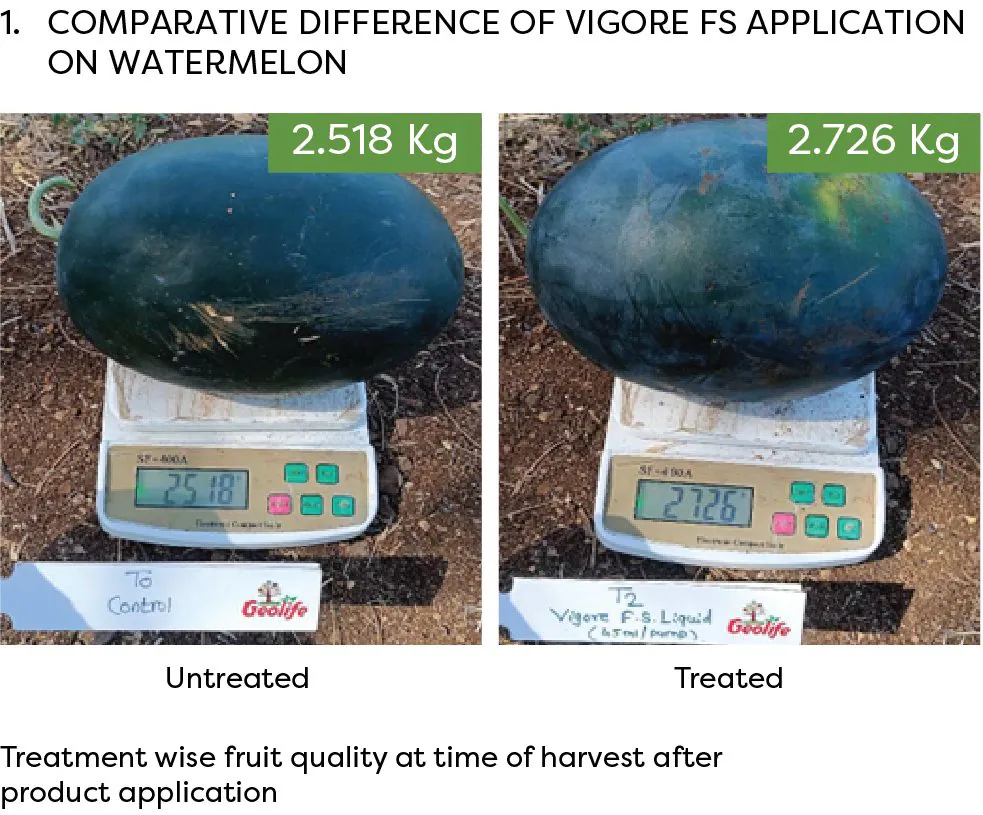 Watermelon at harvest — untreated 2.518 Kg vs Vigore FS treated 2.726 Kg
