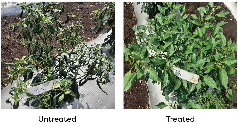 Chilli — No Virus treated (virus-free new shoots) vs untreated (reinfected new shoots)