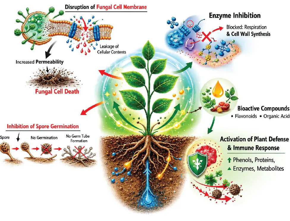 Diagram of No Fungus BE's mode of action