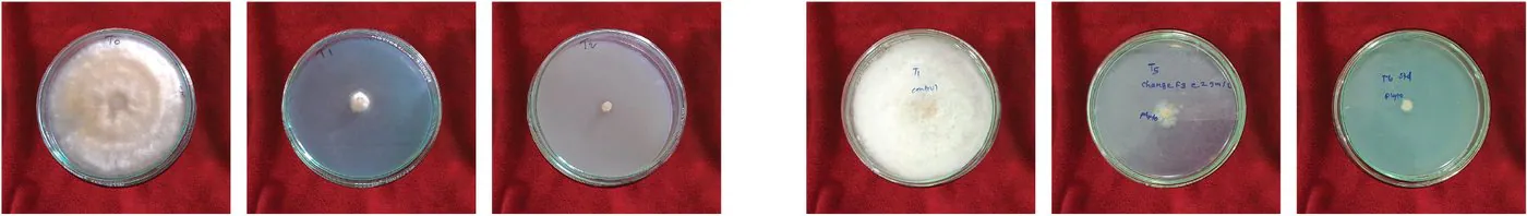 No Fungus BE against Fusarium wilt of chilli and late blight of tomato — mycelial growth after 8 days