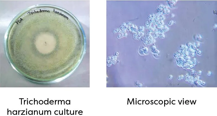 Trichoderma harzianum culture and microscopic view