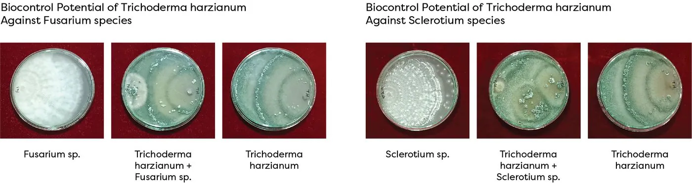 Biocontrol potential of Trichoderma harzianum against Fusarium and Sclerotium species