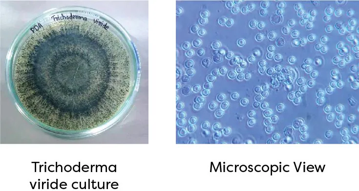 Trichoderma viride culture and microscopic view