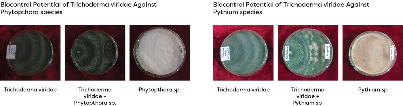 Biocontrol potential of Trichoderma viride against Phytophthora and Pythium species