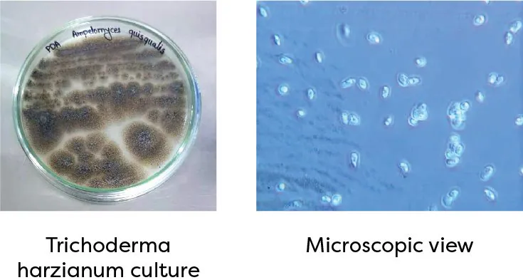 Ampelomyces quisqualis culture and microscopic view