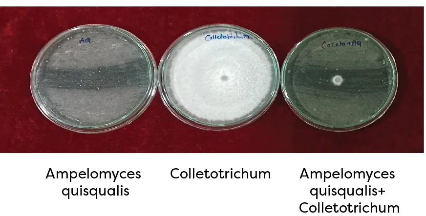 Biocontrol potential of Ampelomyces quisqualis against Colletotrichum