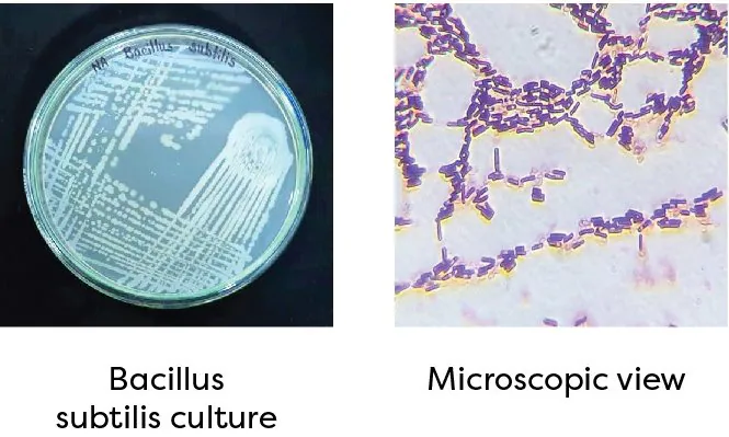 Bacillus subtilis culture and microscopic view