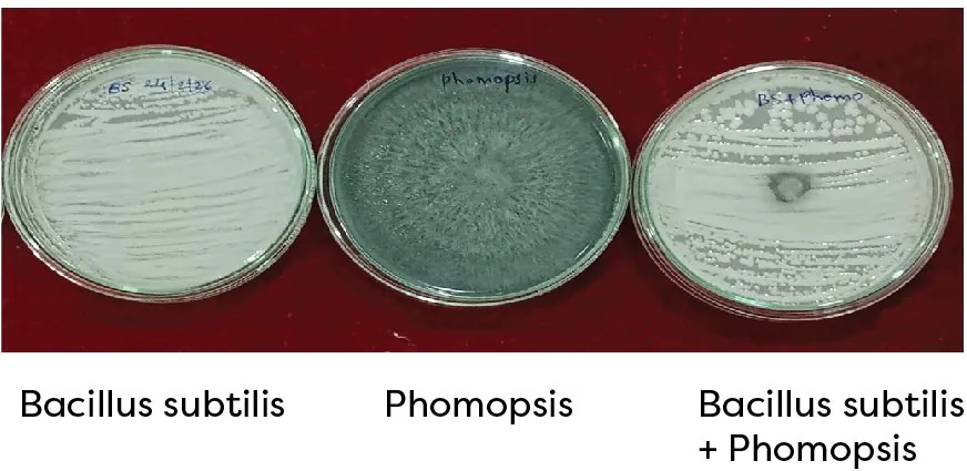 Biocontrol potential of Bacillus subtilis against Phomopsis
