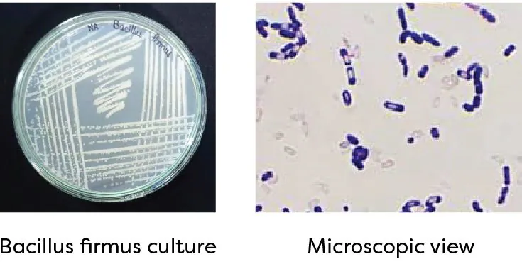 Bacillus firmus culture and microscopic view