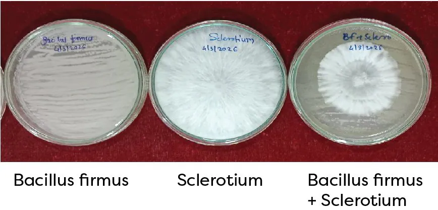 Biocontrol potential of Bacillus firmus against Sclerotium