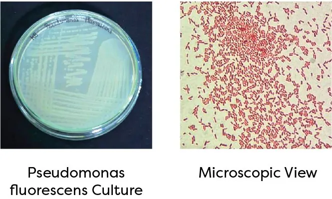 Pseudomonas fluorescens culture and microscopic view