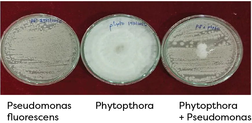 Biocontrol potential of Pseudomonas fluorescens against Phytophthora