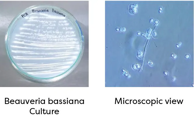 Beauveria bassiana culture and microscopic view