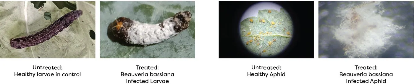 Entomopathogenic action of Beauveria bassiana on insect larvae and aphids � untreated vs treated