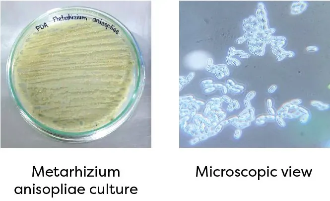 Metarhizium anisopliae culture and microscopic view