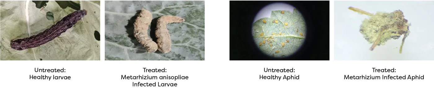 Entomopathogenic action of Metarhizium anisopliae on insect larvae and aphids — untreated vs treated