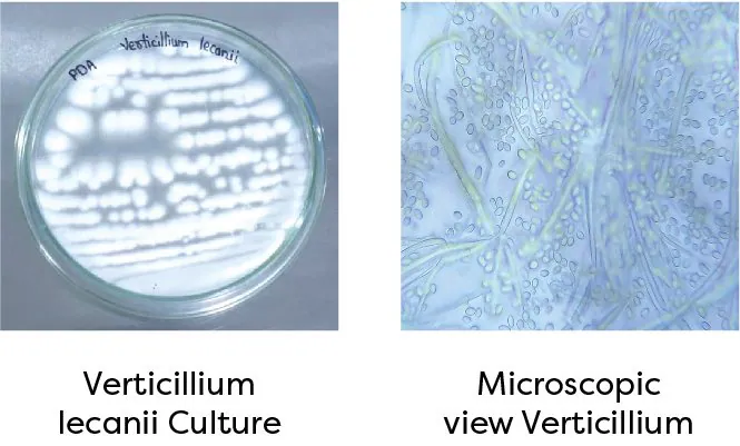 Verticillium lecanii culture and microscopic view