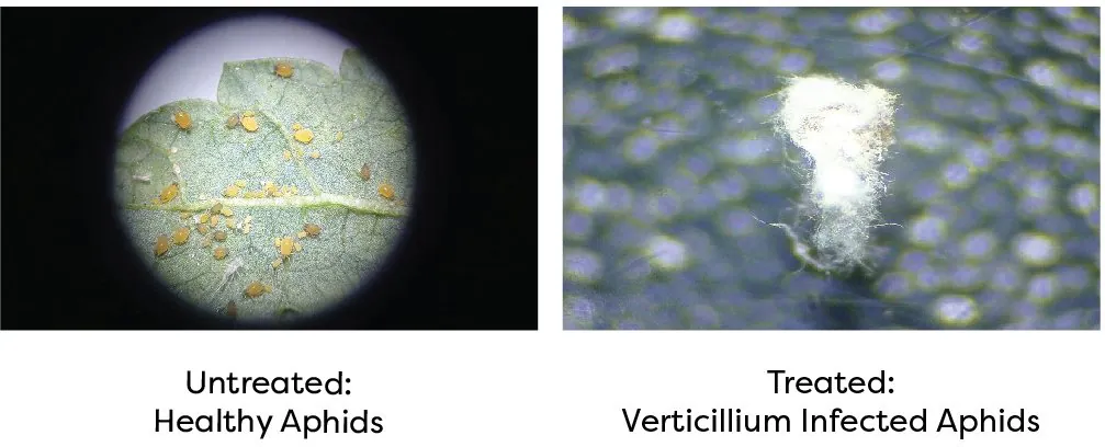 Entomopathogenic action of Verticillium lecanii on aphids — untreated vs treated