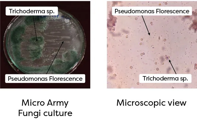 Micro Army Fungi culture and microscopic view