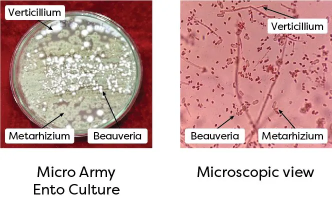 Micro Army Ento culture and microscopic view