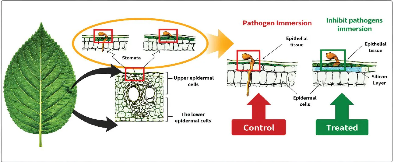 Diagram of Tabsil's mode of action
