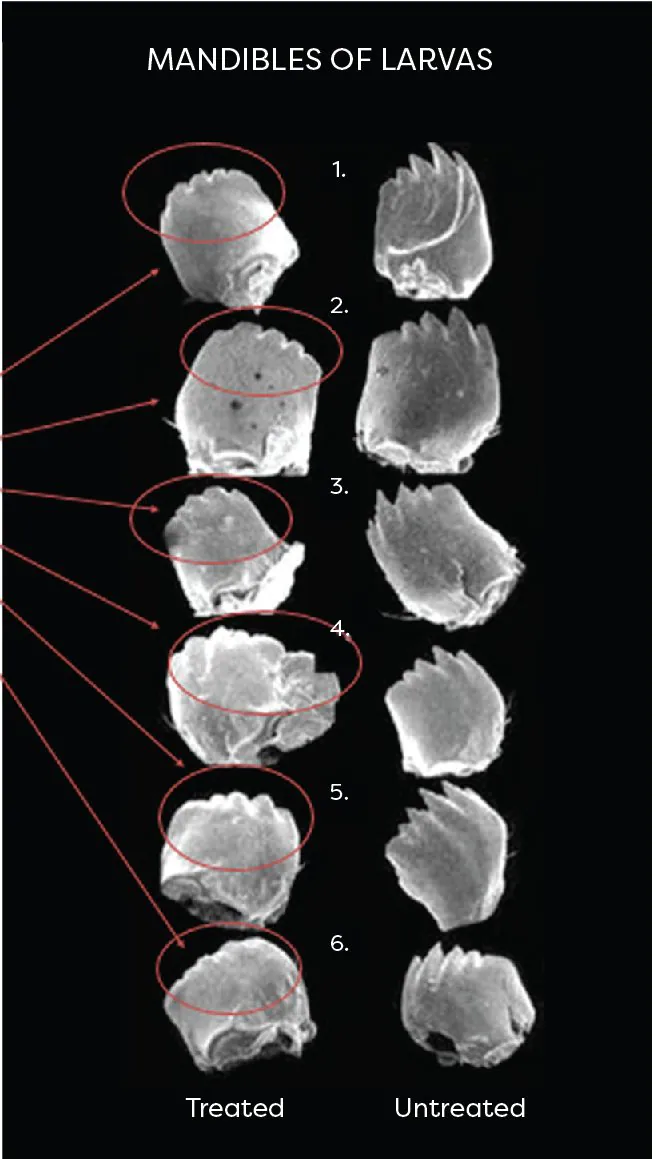 Mandibles of larvae — silica damages insect mandibles (treated vs untreated)