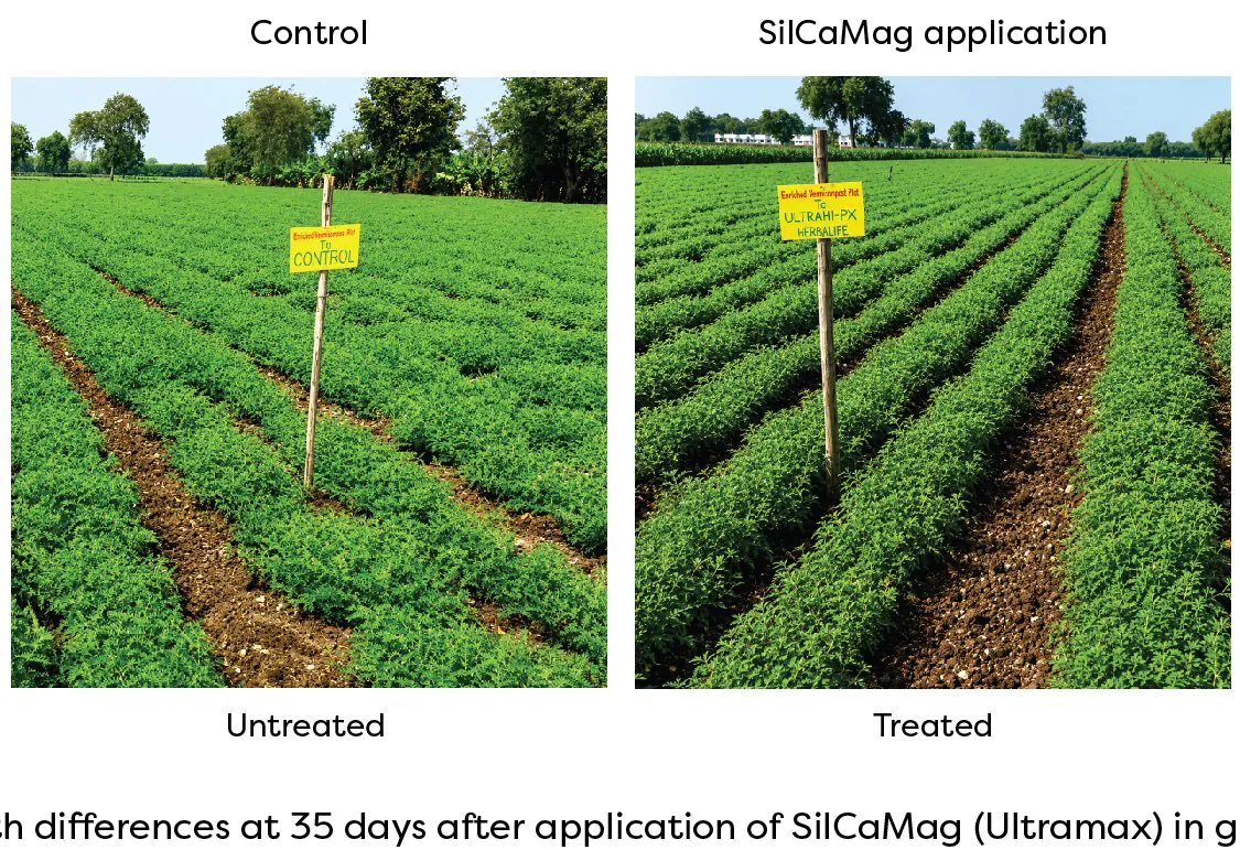 Gram — growth difference 35 days after SilCaMag application (control vs treated)