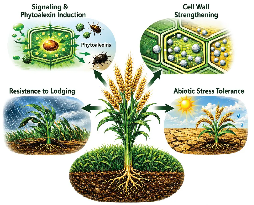 Diagram of Nano Silicon's mode of action