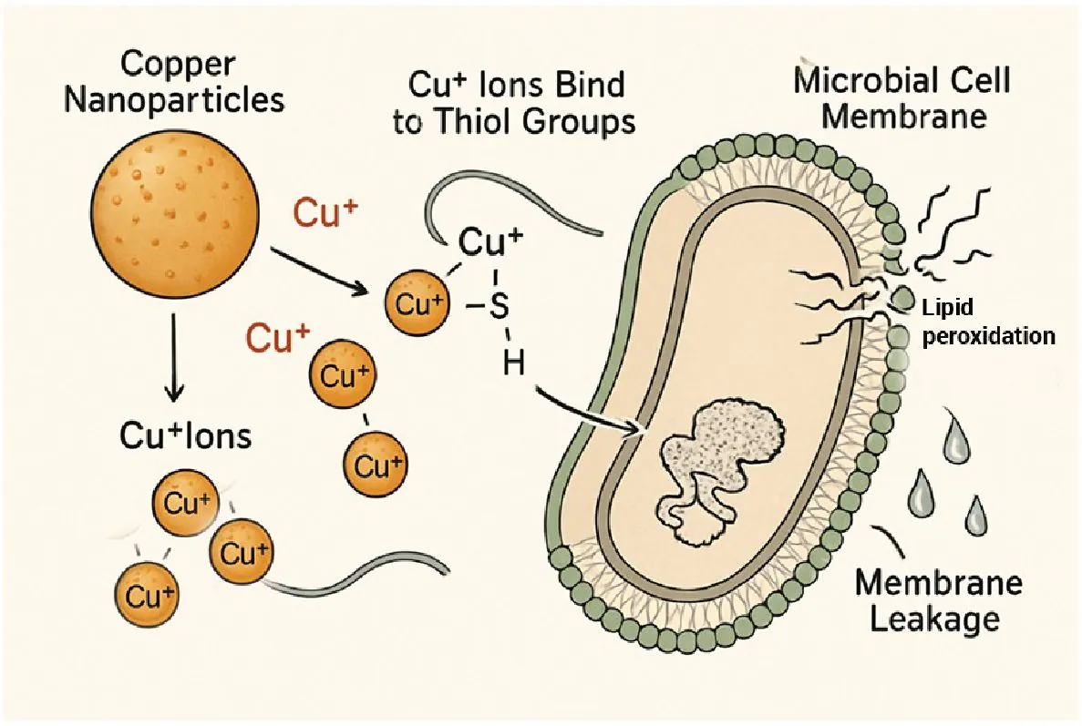 Diagram of Nano Copper's mode of action