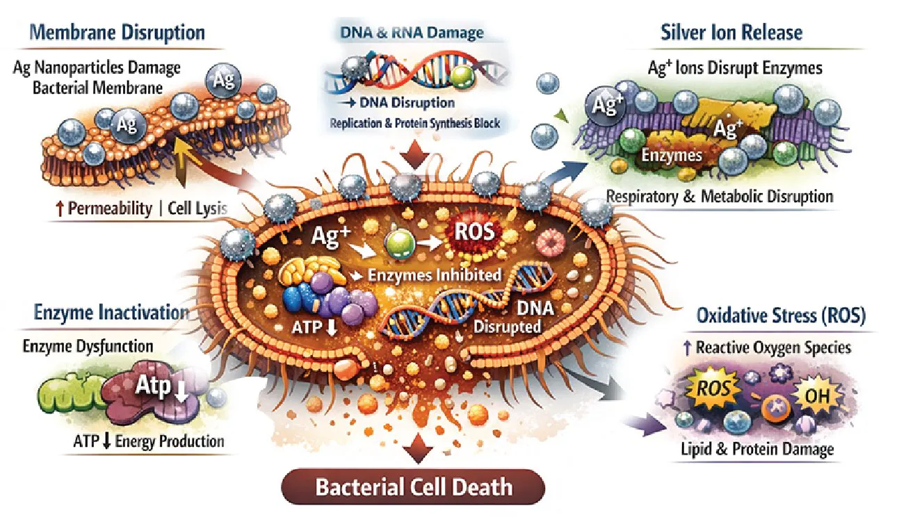 Diagram of Nano Silver's mode of action