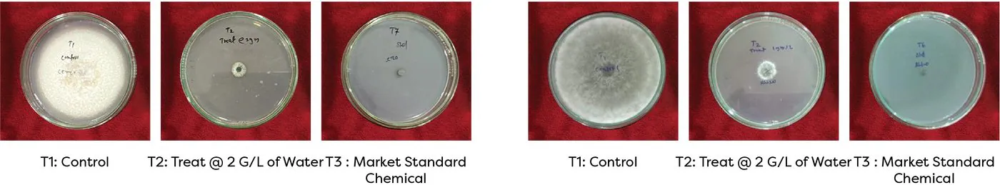 Treat @ 2 g/L vs control and market standard on tikka disease of groundnut and charcoal rot of soybean