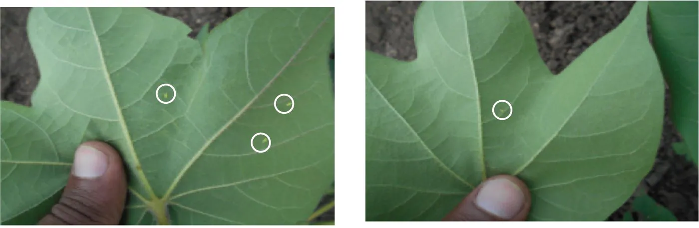 Cotton whitefly — T0 acephate vs T1 acephate + Active