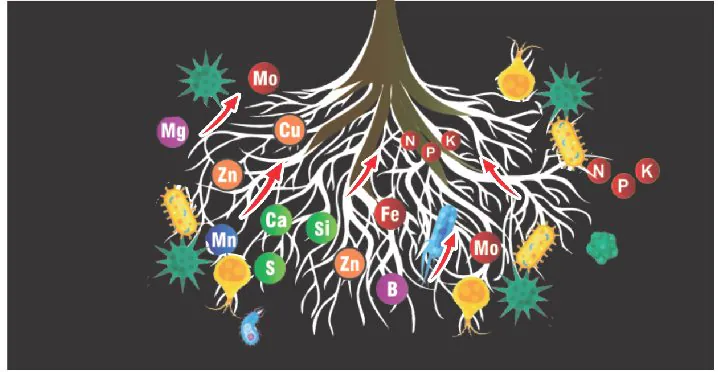 Diagram of BCN Soil's mode of action