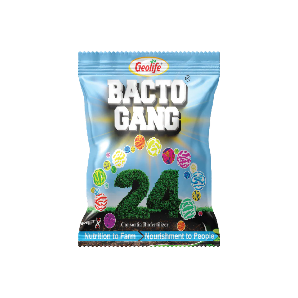 Bactogang-24 pack