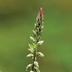 Achyranthes aspera