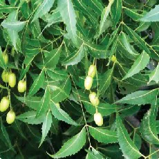 Azadirachta indica