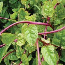Basella rubra