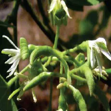 Bauhinia racemosa